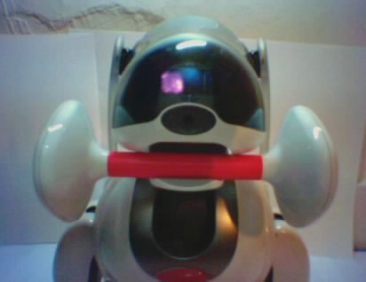 AIBO photo 2